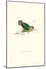 Abyssinian Parakeet - Agapornis Taranta-Edward Lear-Mounted Art Print