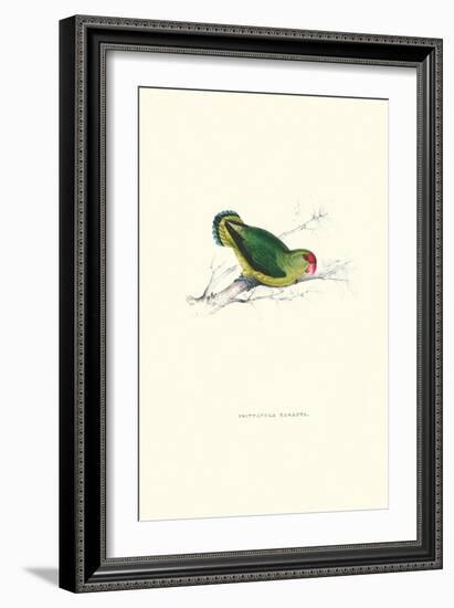 Abyssinian Parakeet - Agapornis Taranta-Edward Lear-Framed Art Print