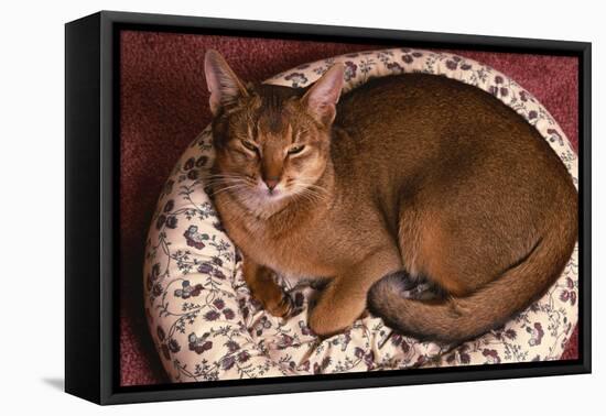 Abyssinian Ruddy Cat Lying on Cushion-DLILLC-Framed Premier Image Canvas