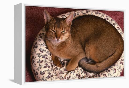 Abyssinian Ruddy Cat Lying on Cushion-DLILLC-Framed Premier Image Canvas