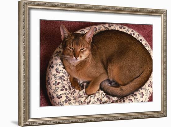 Abyssinian Ruddy Cat Lying on Cushion-DLILLC-Framed Photographic Print