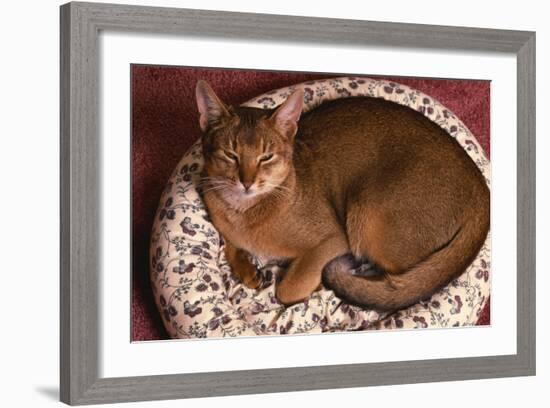 Abyssinian Ruddy Cat Lying on Cushion-DLILLC-Framed Photographic Print