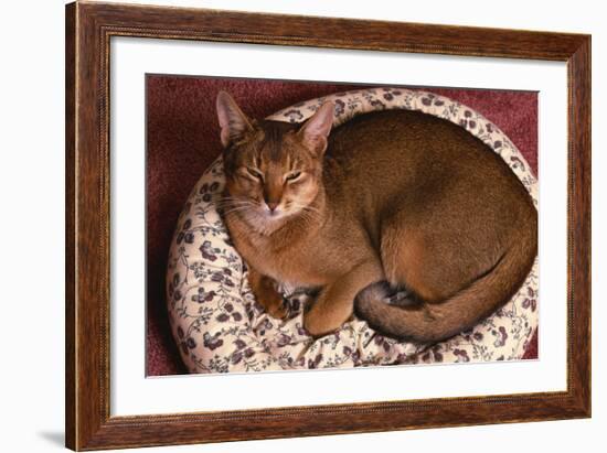 Abyssinian Ruddy Cat Lying on Cushion-DLILLC-Framed Photographic Print