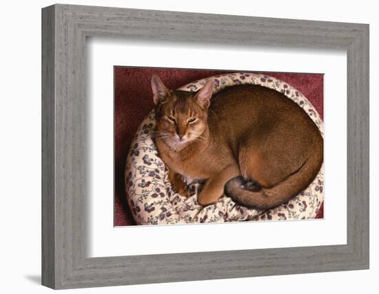 Abyssinian Ruddy Cat Lying on Cushion-DLILLC-Framed Photographic Print