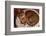 Abyssinian Ruddy Cat Lying on Cushion-DLILLC-Framed Photographic Print