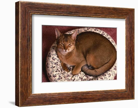 Abyssinian Ruddy Cat Lying on Cushion-DLILLC-Framed Photographic Print