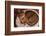 Abyssinian Ruddy Cat Lying on Cushion-DLILLC-Framed Photographic Print