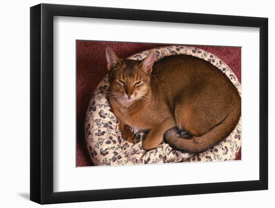 Abyssinian Ruddy Cat Lying on Cushion-DLILLC-Framed Photographic Print