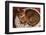 Abyssinian Ruddy Cat Lying on Cushion-DLILLC-Framed Photographic Print