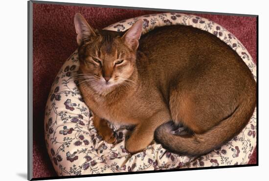 Abyssinian Ruddy Cat Lying on Cushion-DLILLC-Mounted Photographic Print