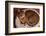 Abyssinian Ruddy Cat Lying on Cushion-DLILLC-Framed Photographic Print