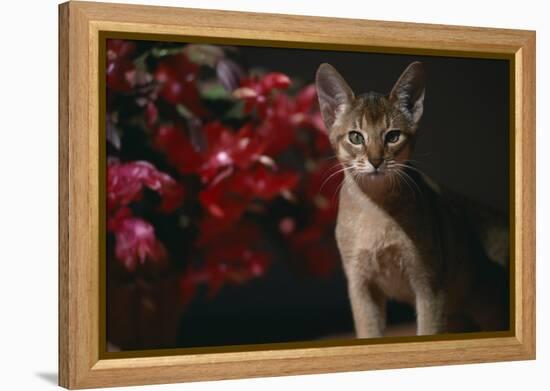 Abyssinian Ruddy Cat next to Plant-DLILLC-Framed Premier Image Canvas