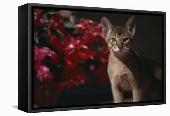 Abyssinian Ruddy Cat next to Plant-DLILLC-Framed Premier Image Canvas