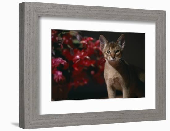 Abyssinian Ruddy Cat next to Plant-DLILLC-Framed Photographic Print