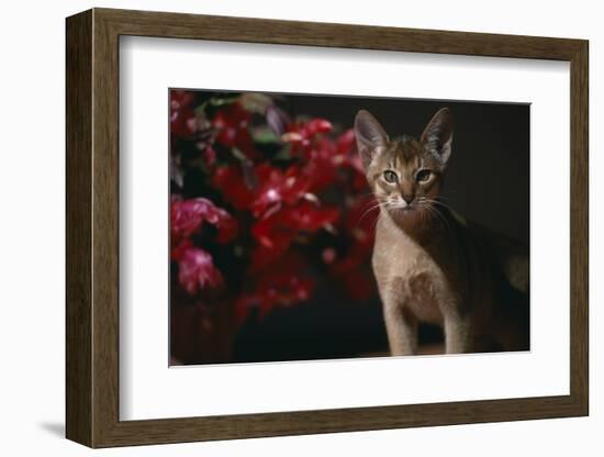 Abyssinian Ruddy Cat next to Plant-DLILLC-Framed Photographic Print