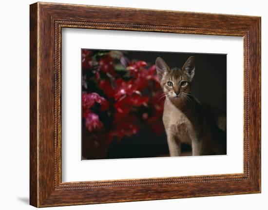 Abyssinian Ruddy Cat next to Plant-DLILLC-Framed Photographic Print