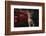 Abyssinian Ruddy Cat next to Plant-DLILLC-Framed Photographic Print