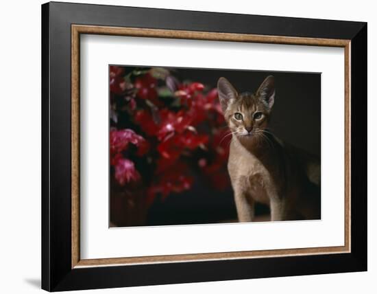 Abyssinian Ruddy Cat next to Plant-DLILLC-Framed Photographic Print