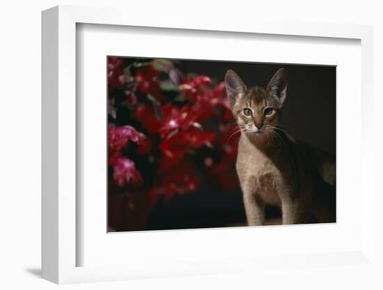 Abyssinian Ruddy Cat next to Plant-DLILLC-Framed Photographic Print