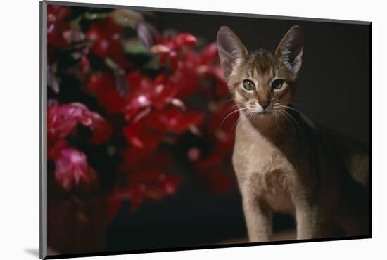 Abyssinian Ruddy Cat next to Plant-DLILLC-Mounted Photographic Print
