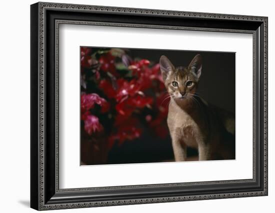 Abyssinian Ruddy Cat next to Plant-DLILLC-Framed Photographic Print