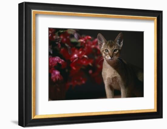 Abyssinian Ruddy Cat next to Plant-DLILLC-Framed Photographic Print