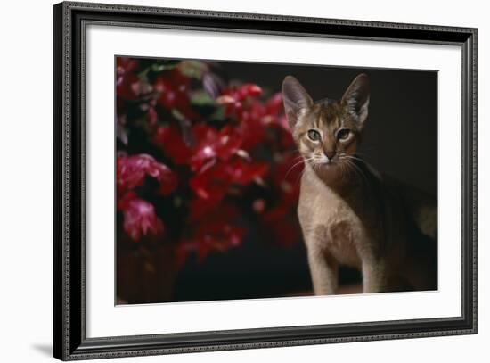 Abyssinian Ruddy Cat next to Plant-DLILLC-Framed Photographic Print