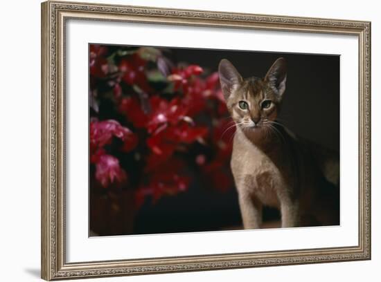 Abyssinian Ruddy Cat next to Plant-DLILLC-Framed Photographic Print