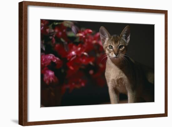 Abyssinian Ruddy Cat next to Plant-DLILLC-Framed Photographic Print