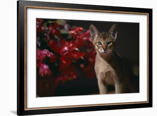 Abyssinian Ruddy Cat next to Plant-DLILLC-Framed Photographic Print