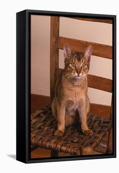 Abyssinian Ruddy Cat Sitting on Chair-DLILLC-Framed Premier Image Canvas