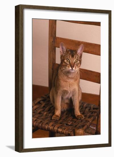 Abyssinian Ruddy Cat Sitting on Chair-DLILLC-Framed Photographic Print