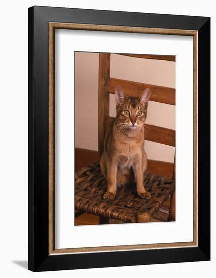 Abyssinian Ruddy Cat Sitting on Chair-DLILLC-Framed Photographic Print