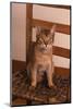 Abyssinian Ruddy Cat Sitting on Chair-DLILLC-Mounted Photographic Print