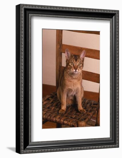 Abyssinian Ruddy Cat Sitting on Chair-DLILLC-Framed Photographic Print