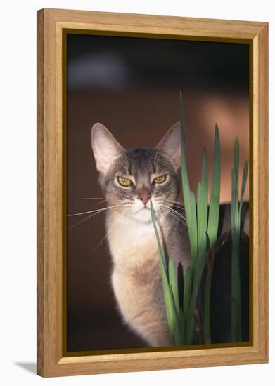 Abyssinian Ruddy Cat Sniffing Plant-DLILLC-Framed Premier Image Canvas