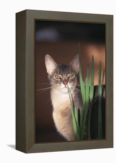 Abyssinian Ruddy Cat Sniffing Plant-DLILLC-Framed Premier Image Canvas