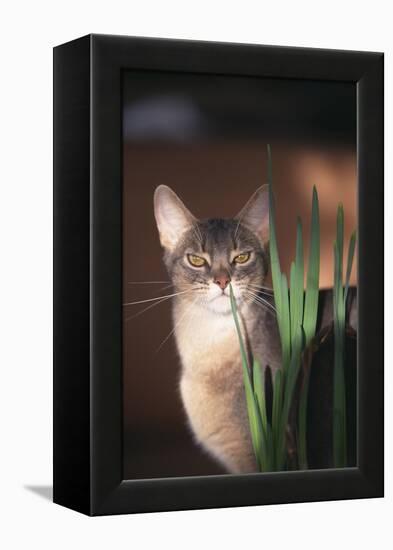 Abyssinian Ruddy Cat Sniffing Plant-DLILLC-Framed Premier Image Canvas