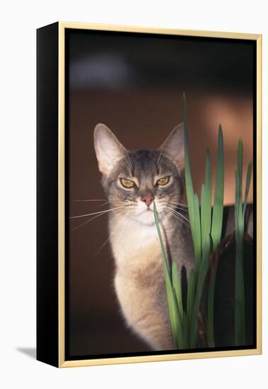 Abyssinian Ruddy Cat Sniffing Plant-DLILLC-Framed Premier Image Canvas