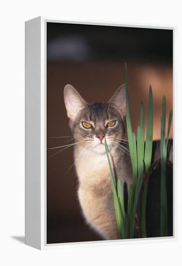 Abyssinian Ruddy Cat Sniffing Plant-DLILLC-Framed Premier Image Canvas