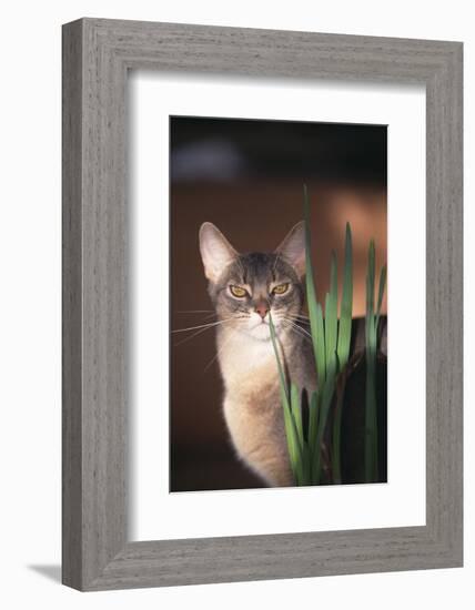 Abyssinian Ruddy Cat Sniffing Plant-DLILLC-Framed Photographic Print