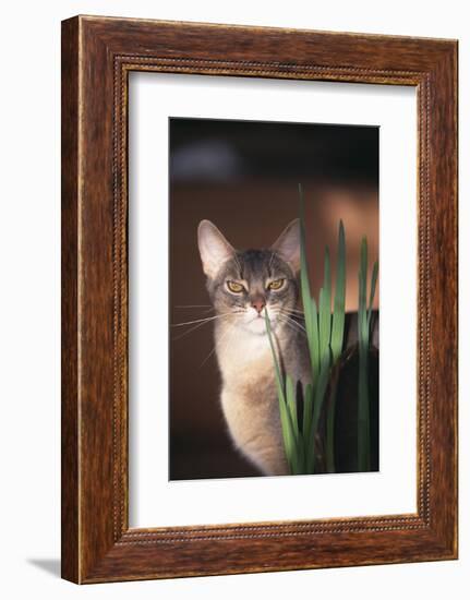 Abyssinian Ruddy Cat Sniffing Plant-DLILLC-Framed Photographic Print