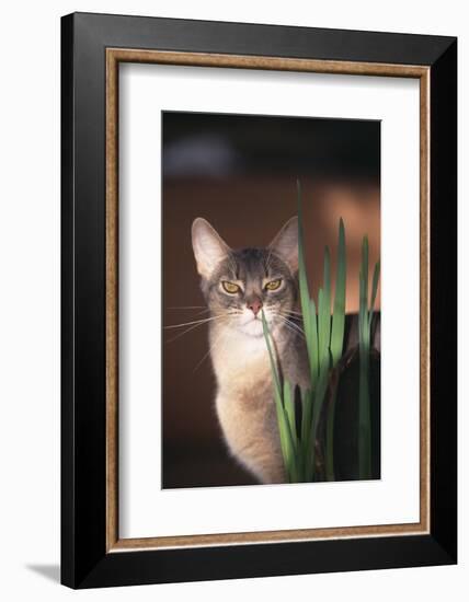 Abyssinian Ruddy Cat Sniffing Plant-DLILLC-Framed Photographic Print