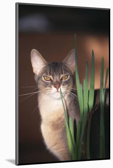 Abyssinian Ruddy Cat Sniffing Plant-DLILLC-Mounted Photographic Print