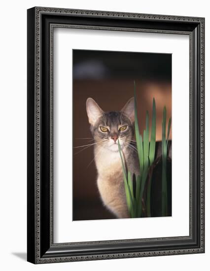 Abyssinian Ruddy Cat Sniffing Plant-DLILLC-Framed Photographic Print