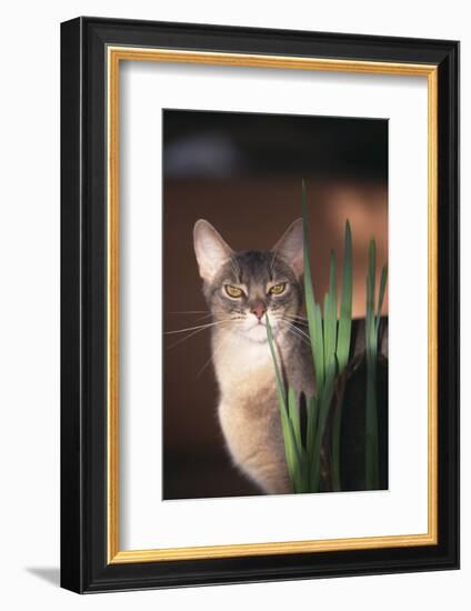 Abyssinian Ruddy Cat Sniffing Plant-DLILLC-Framed Photographic Print