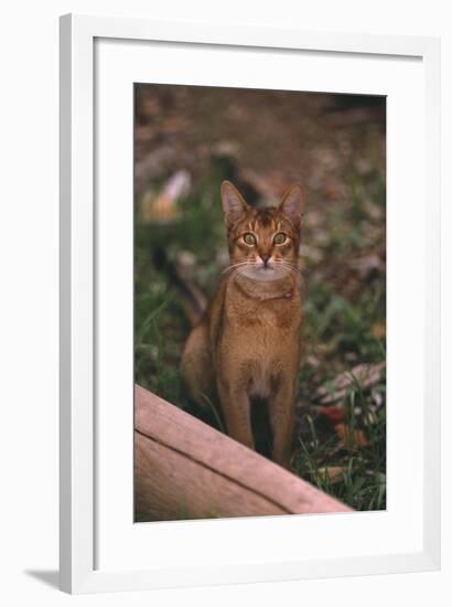 Abyssinian Ruddy Cat-DLILLC-Framed Photographic Print