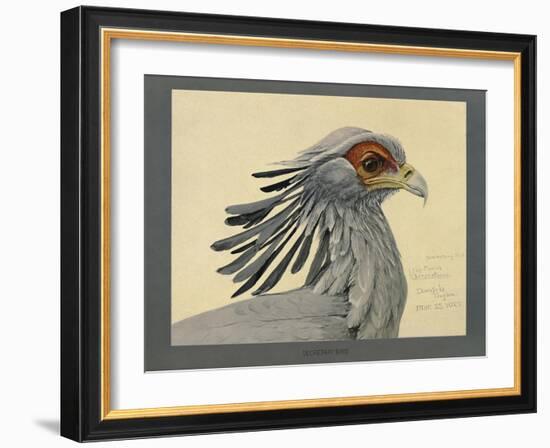 Abyssinian Secretary Bird-null-Framed Giclee Print
