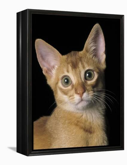 Abyssinian Sorrel-null-Framed Premier Image Canvas