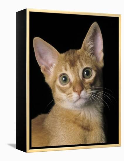 Abyssinian Sorrel-null-Framed Premier Image Canvas